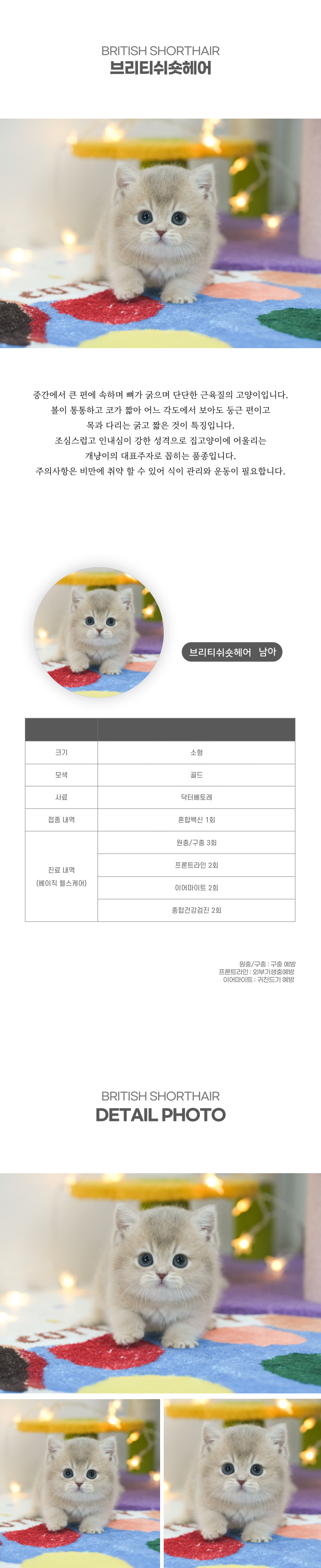 브리티쉬숏헤어_상세이미지_2